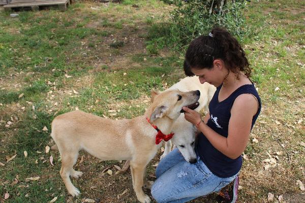 Flicka, 10 Mesi, Taglia Media, Cucciolo Femmina